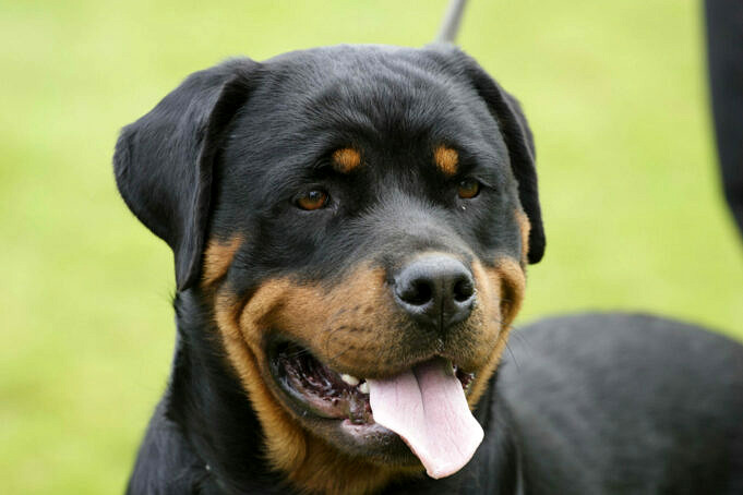 6 Motivi Che Evidenziano I Rottweiler Sono Una Razza Pericolosa