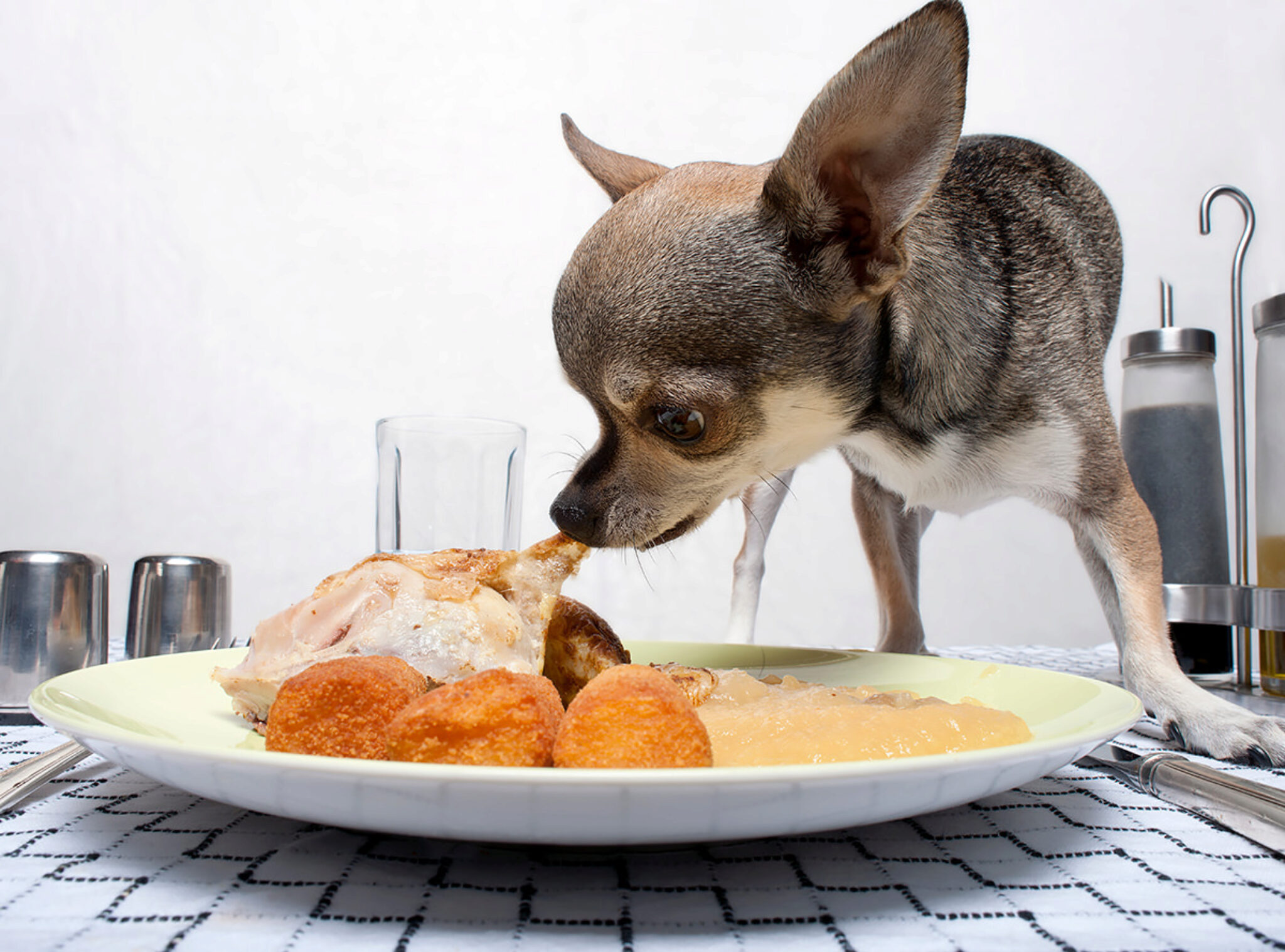 9 Consigli Per Affrontare Un Cane Sempre Affamato
