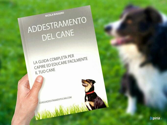 Addestrare Il Tuo Animale Domestico. Cosa Includono Le Guide All'addestramento Del Cane?