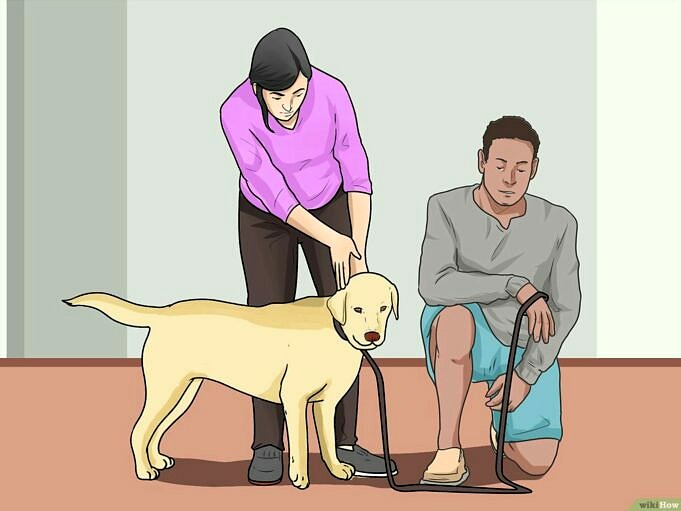 Come Addestrare Un Cane A Venire