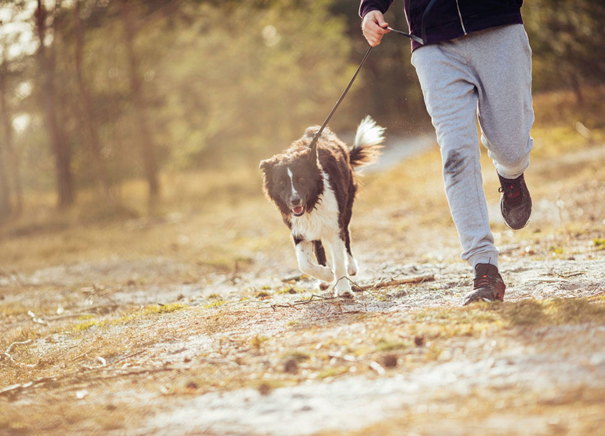 Come Insegnare Al Tuo Cane A Camminare Sul Tapis Roulant 9 Consigli Per Far Camminare Il Tuo Cane Su Un Tapis Roulant