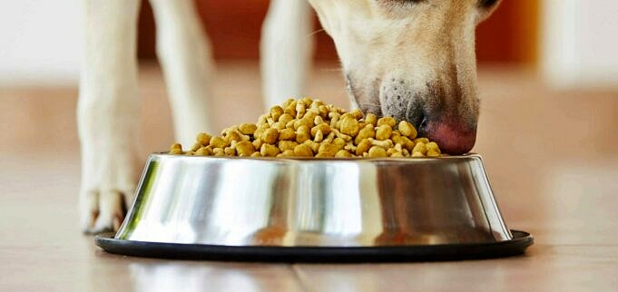 I Cani Possono Mangiare La Quinoa? Ecco Alcuni Fatti