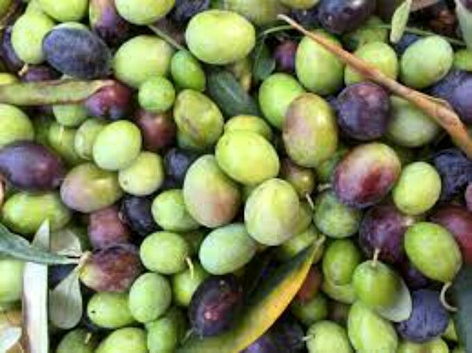 I Cani Possono Mangiare Le Olive Kalamata? Ecco Perché
