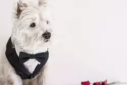 I Migliori Collari Da Sposa Per Cani Recensiti