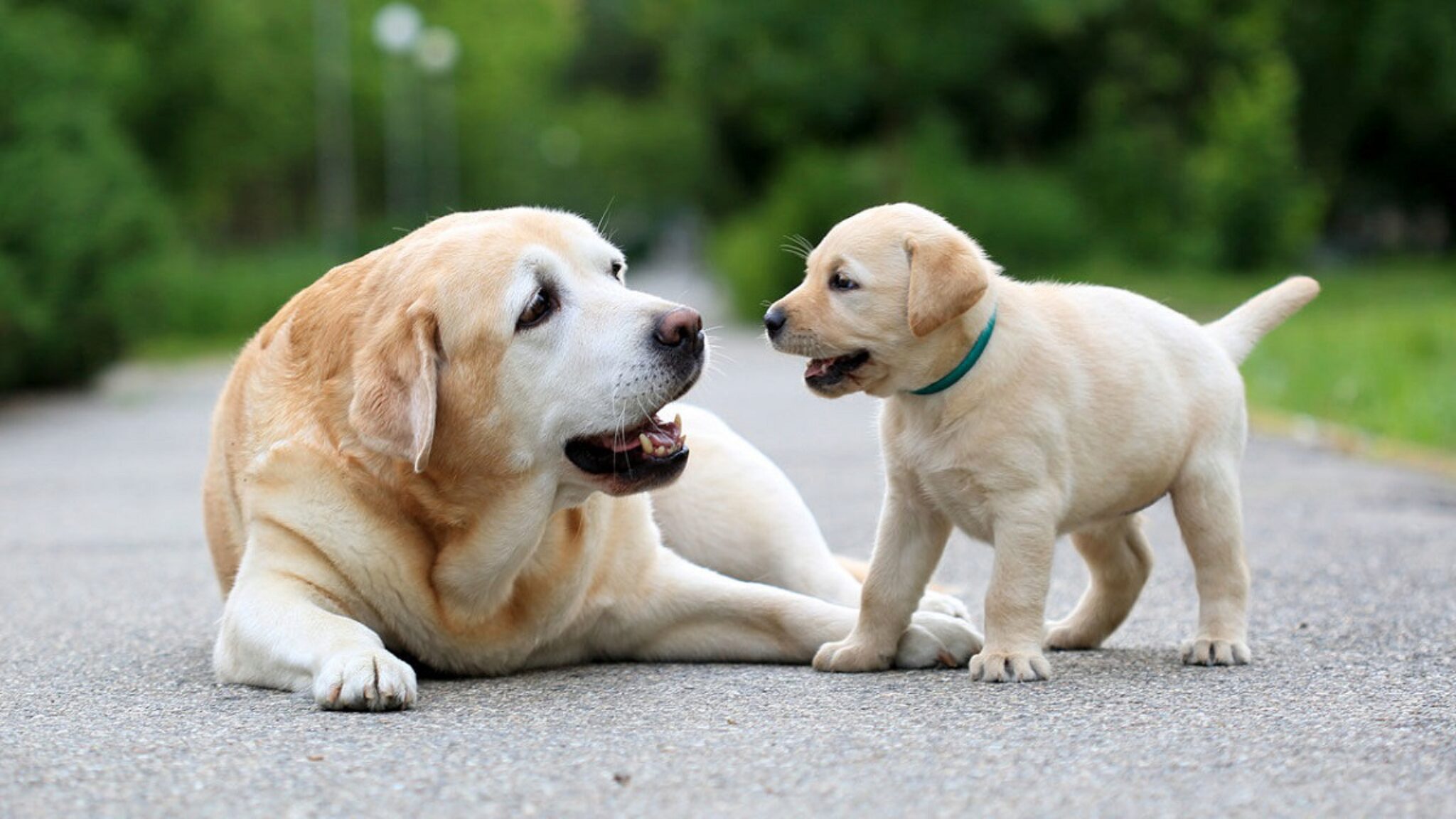 Le Migliori 11 Razze Per I Proprietari Di Cani Attivi