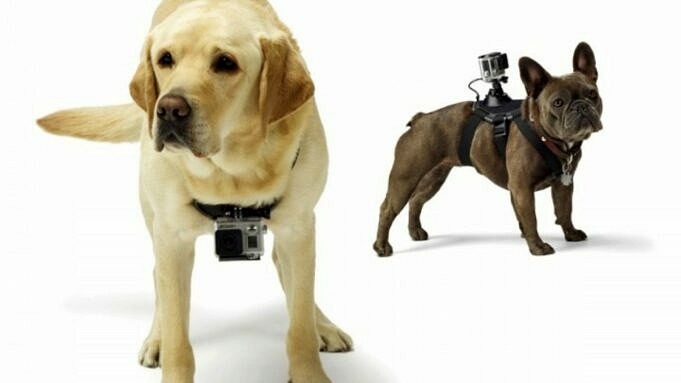 Le Migliori Imbracature Per Cani GoPro Con Supporti Per Videocamera Per Cani Nel 2022