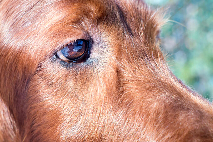 Perché I Cani Strizzano L'occhio?